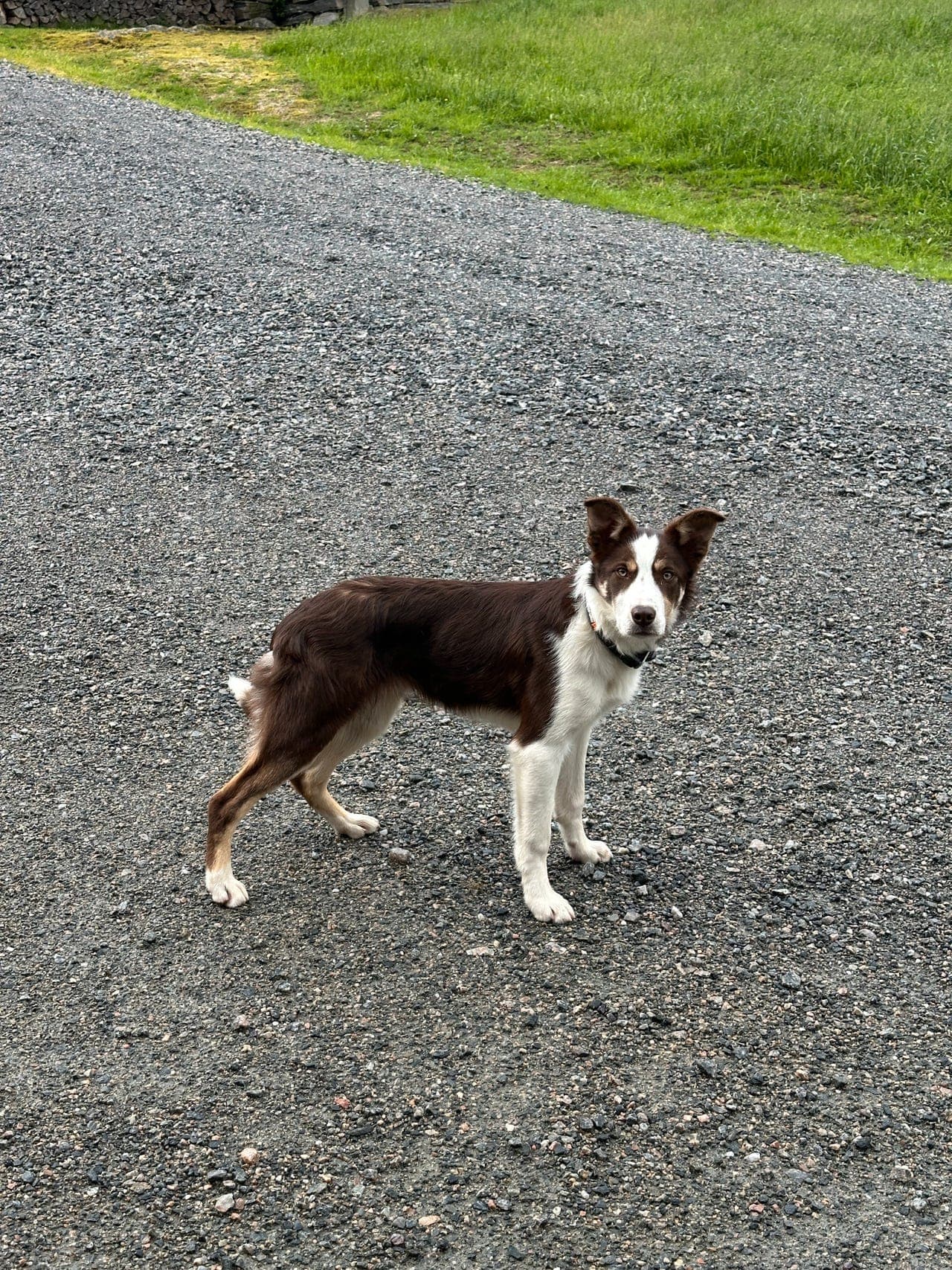 Border Collie