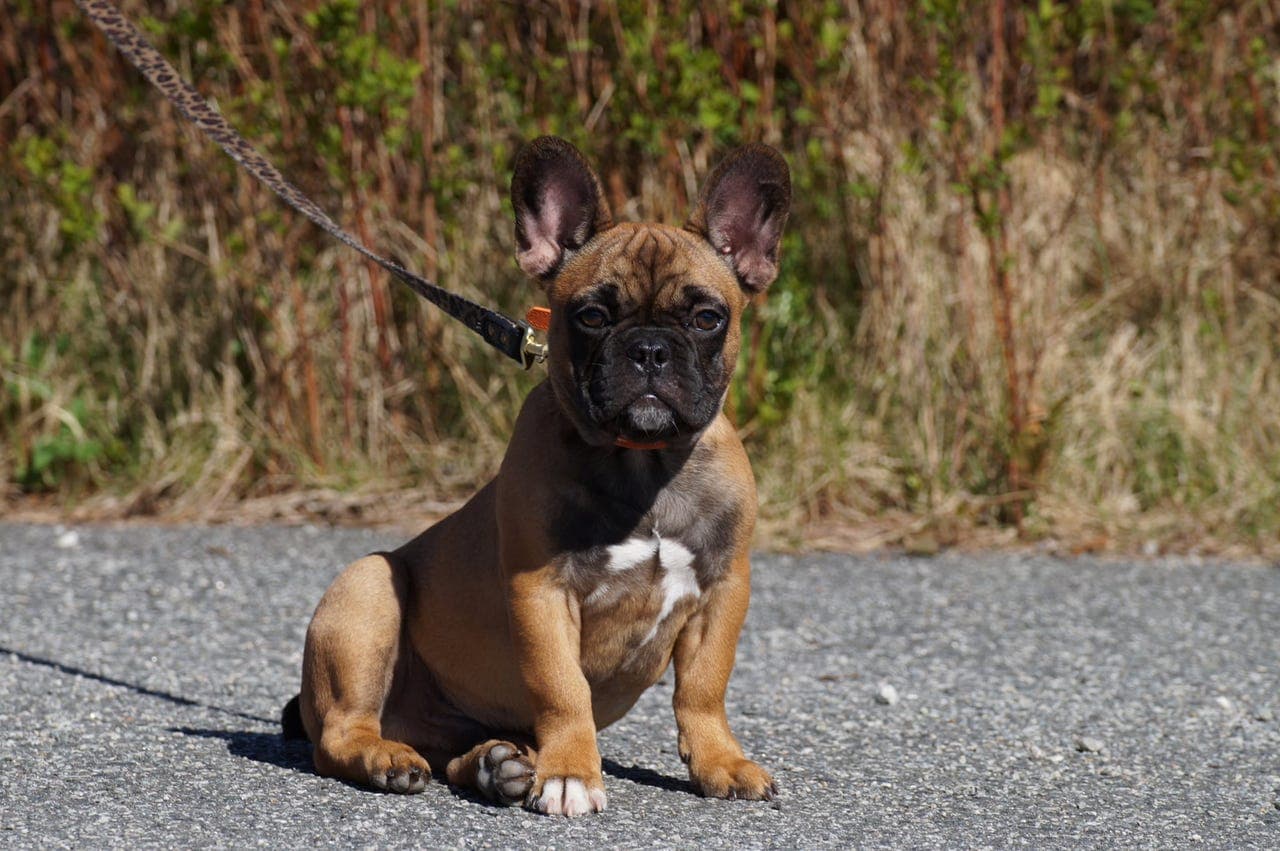 Fransk bulldog gutt