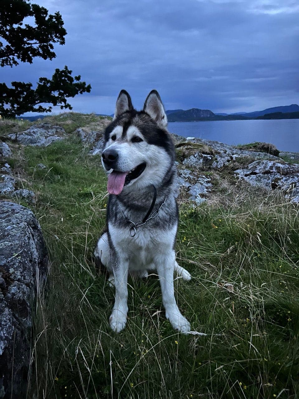 Alaskan Malamute