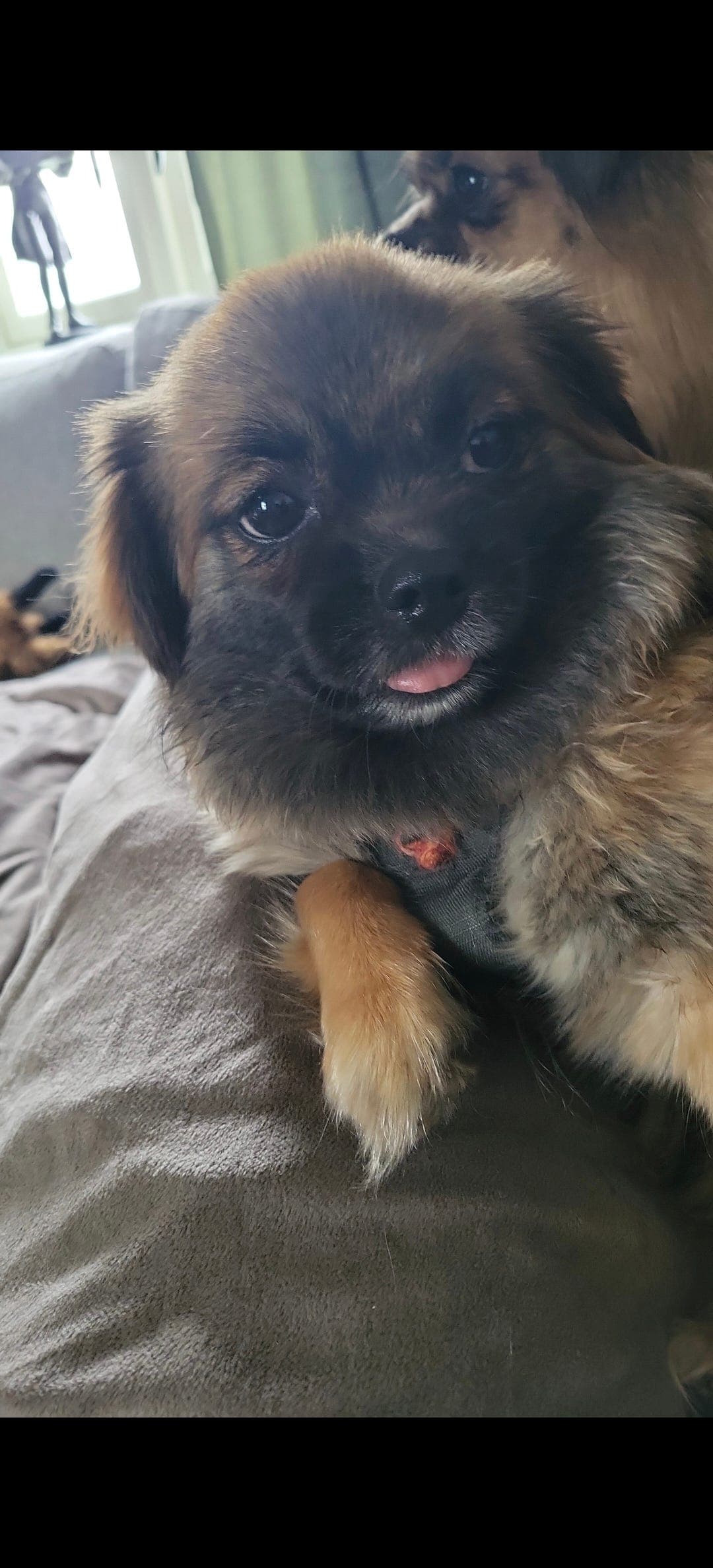 Dolly, Tibetansk spaniel