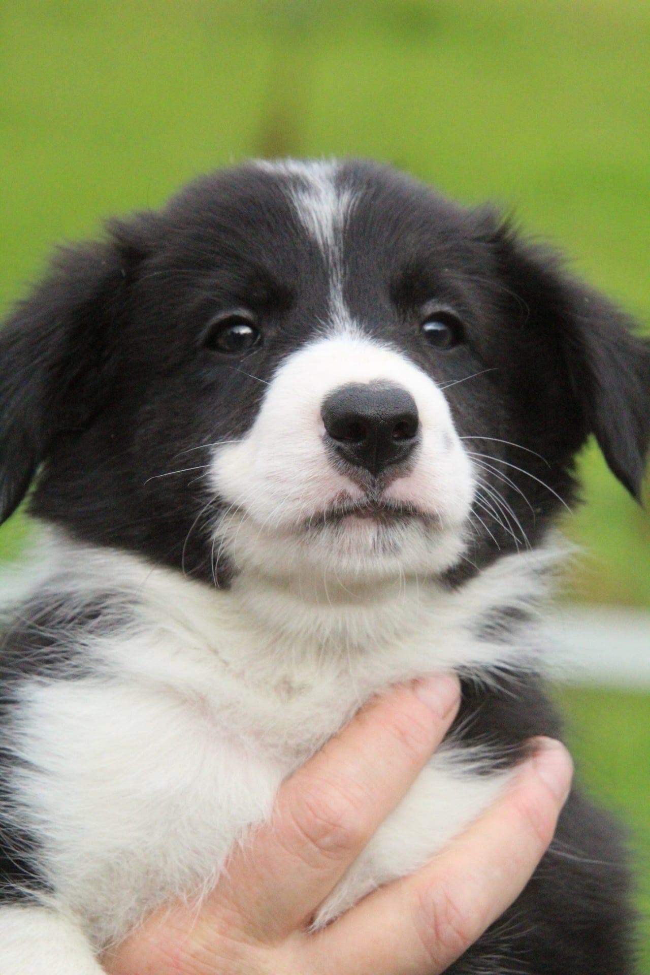 Border Collie NKK registrert