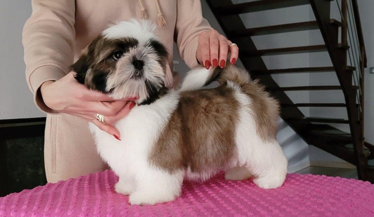 Shih Tzu