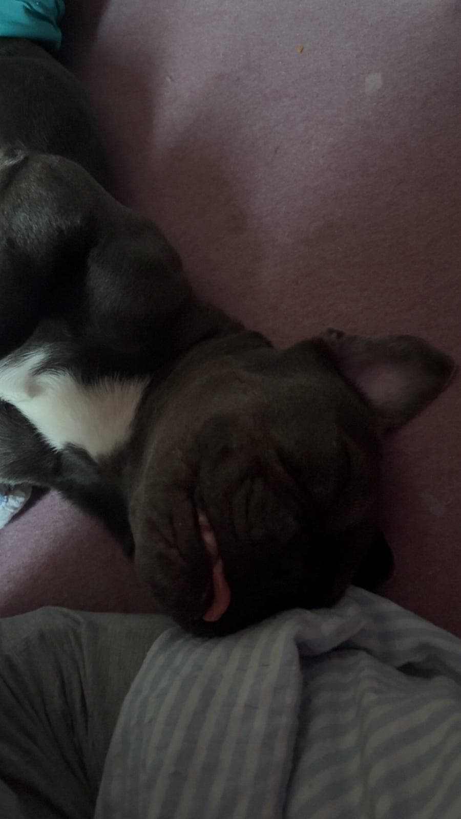 Fransk bulldog
