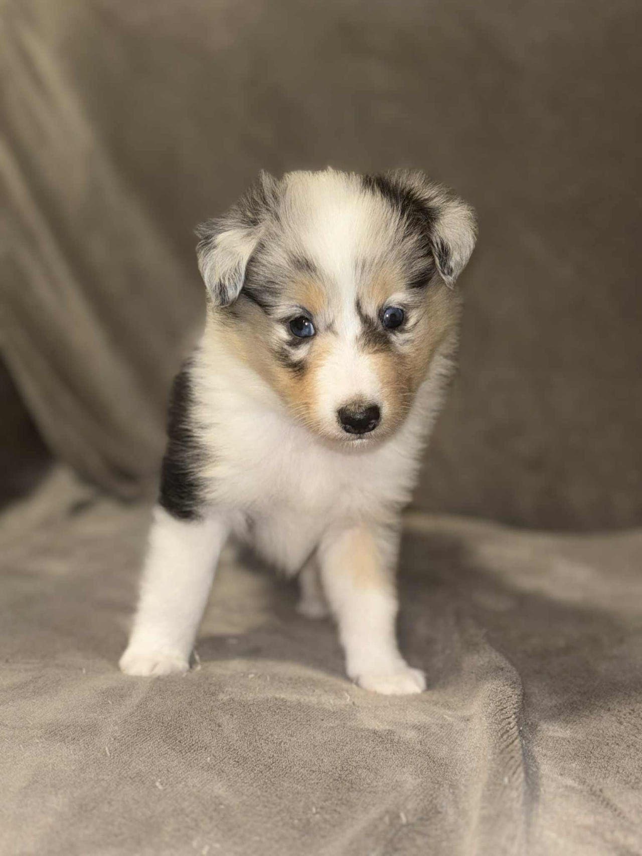 Shetland sheepdog valper (Sheltie)