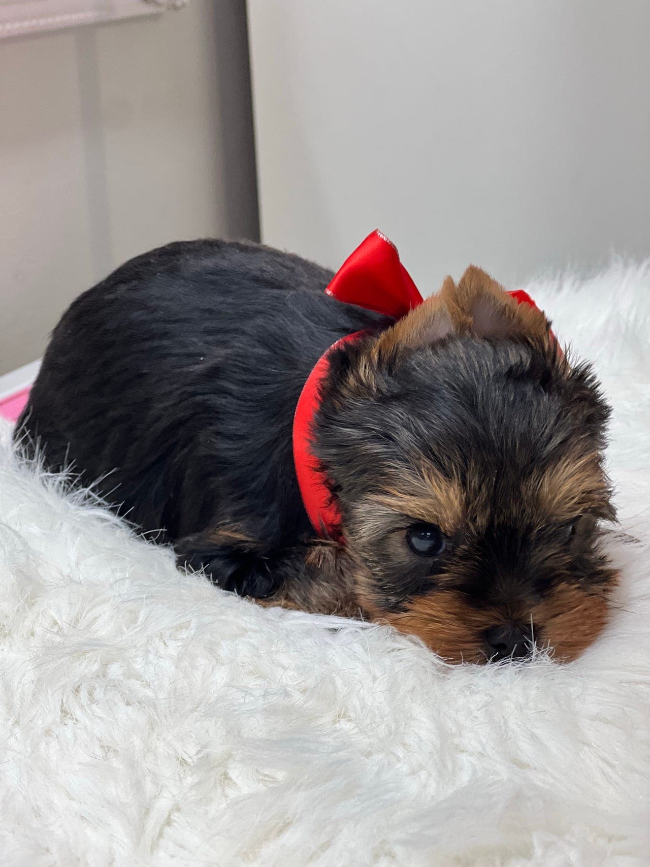 Yorkshire terrier med stamtavle