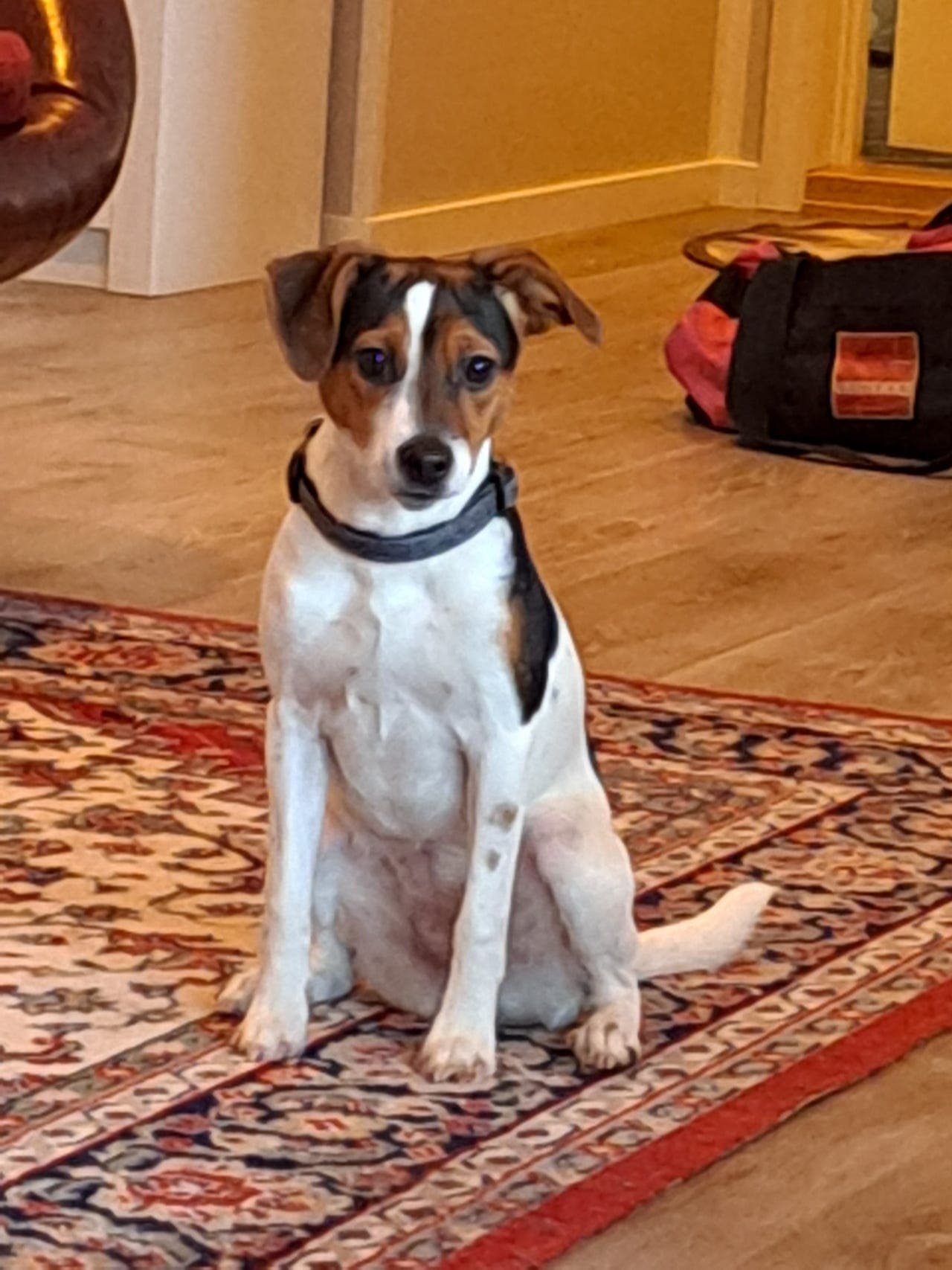 Dansk Svensk Gårdshund