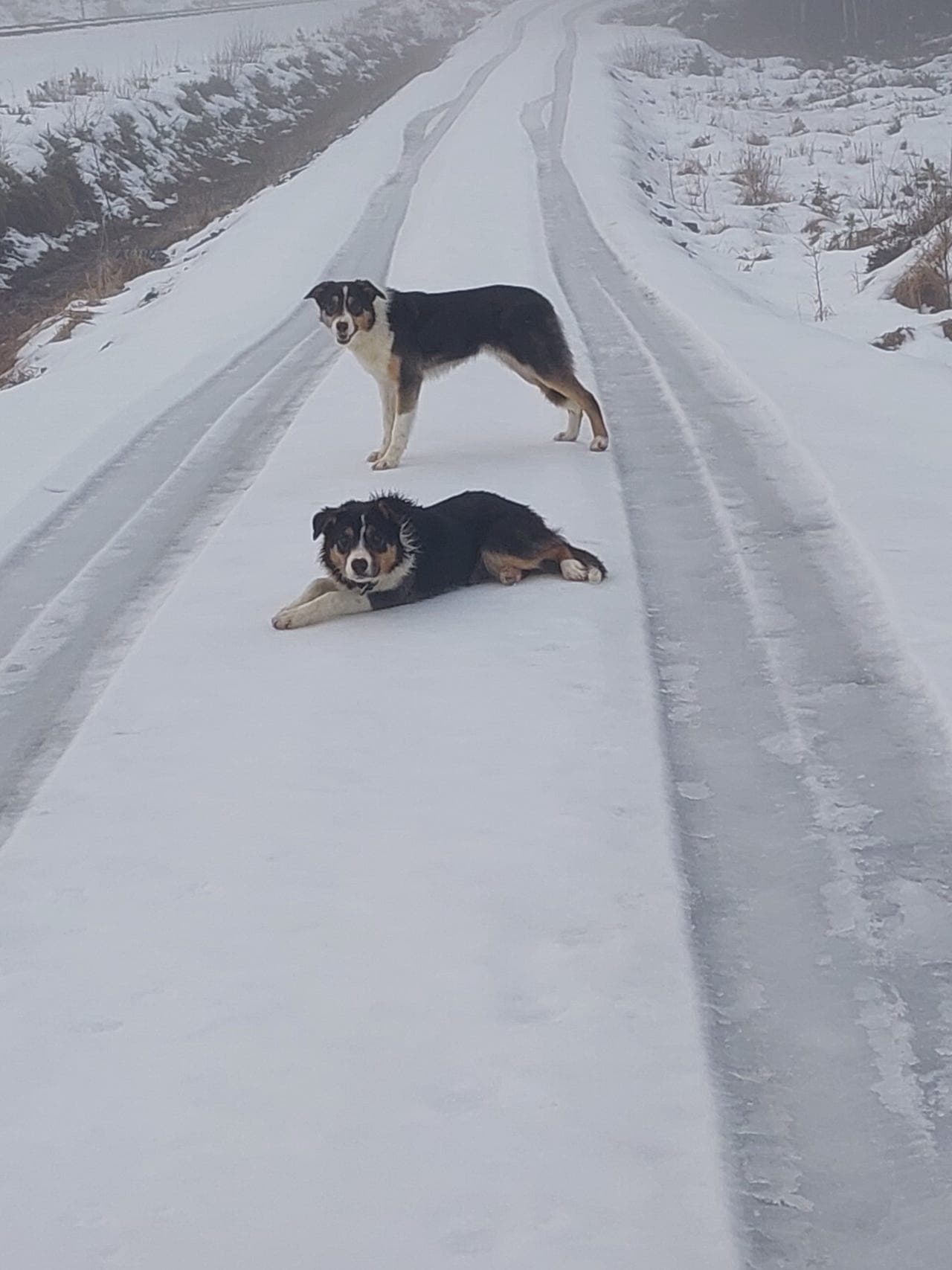 Border Collie valper fra brukshunder