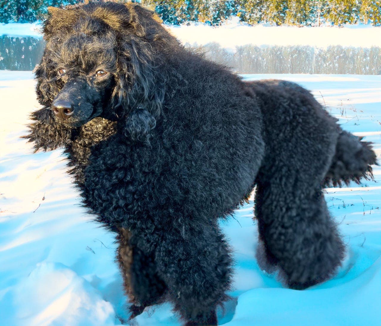 Dverg puddel tispe settes på for