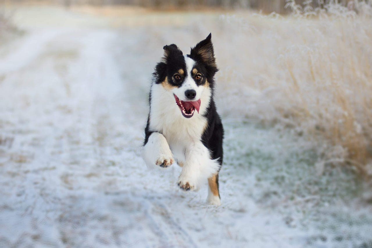 Australian shepherd vurderes omplassert