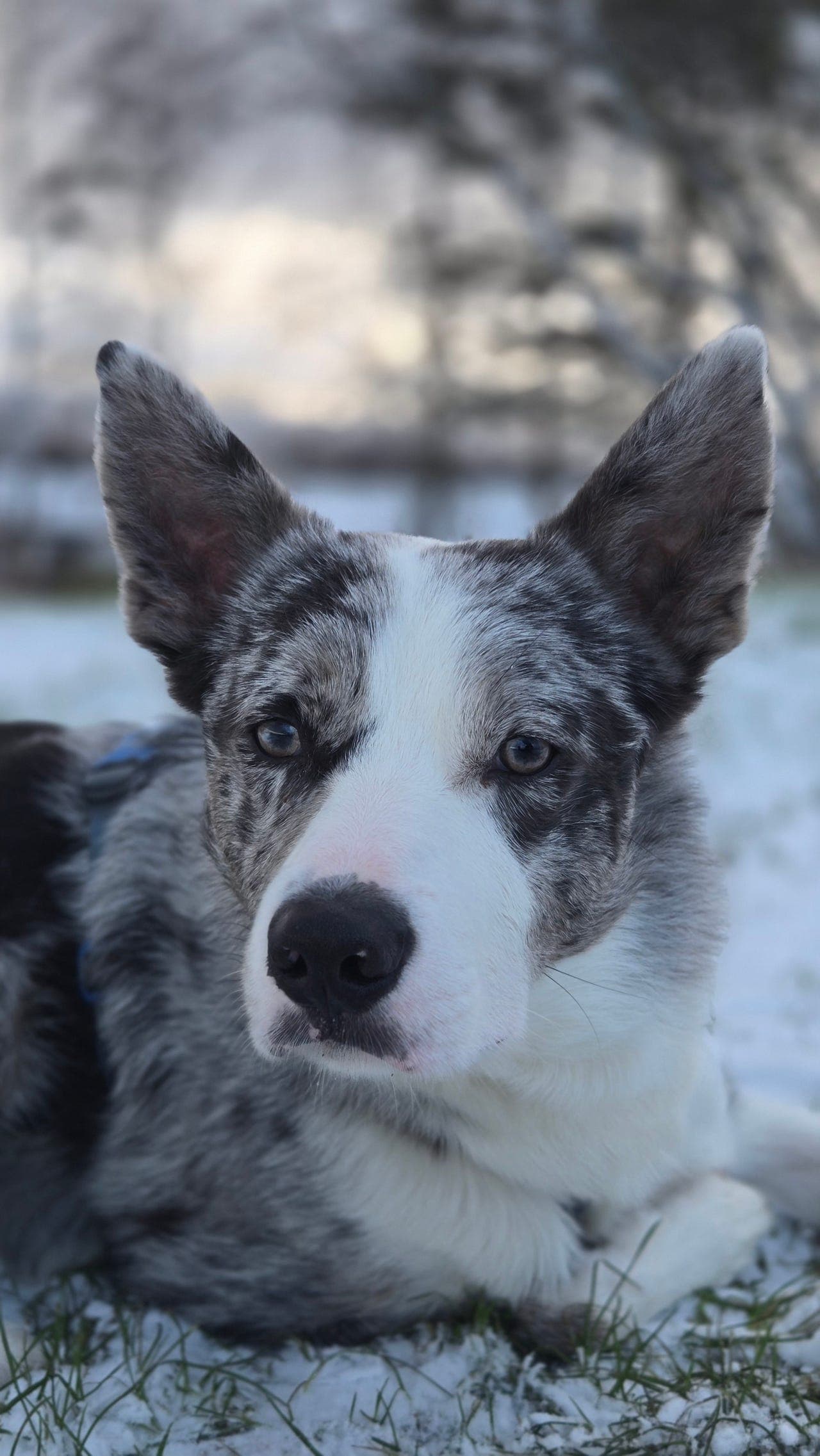 Border Collie omplasseres
