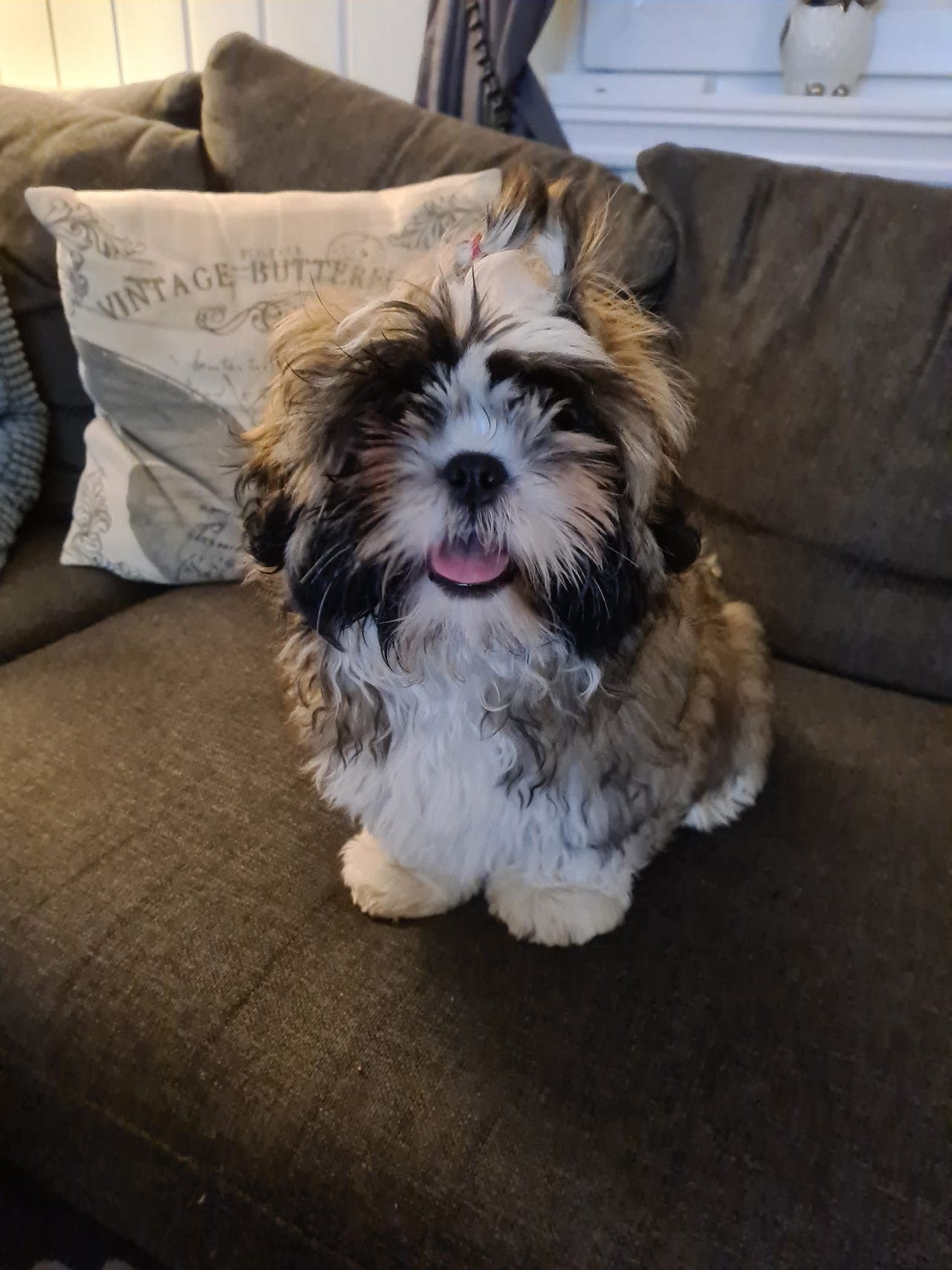 Renraset Shih Tzu valper