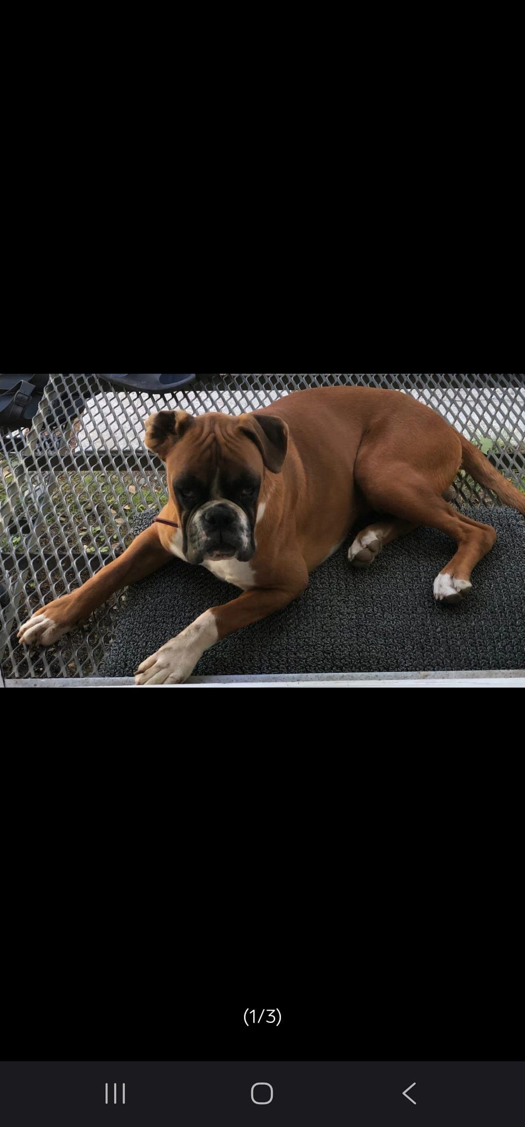 Søker fórvert til boxer hannhund