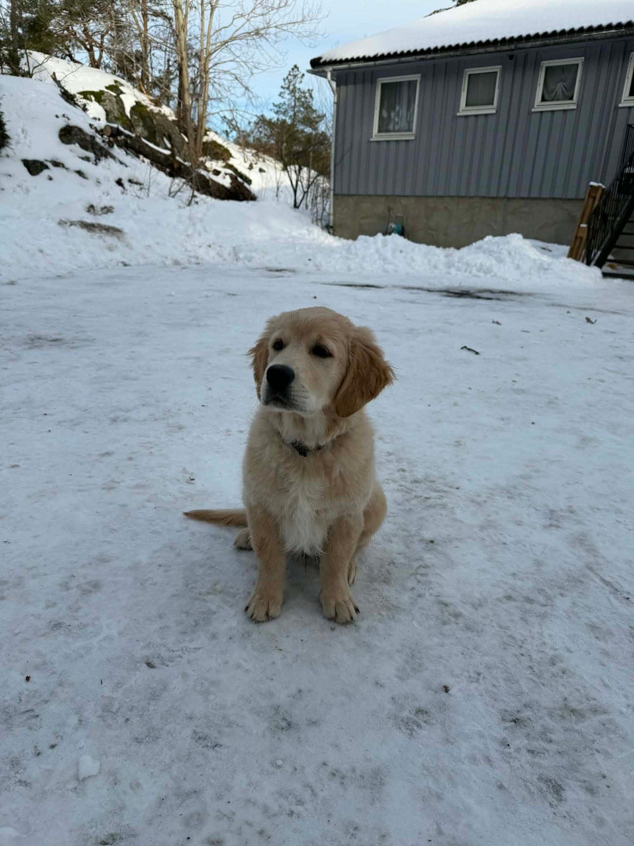 Golden retrivier valpe gutt med stamtavle
