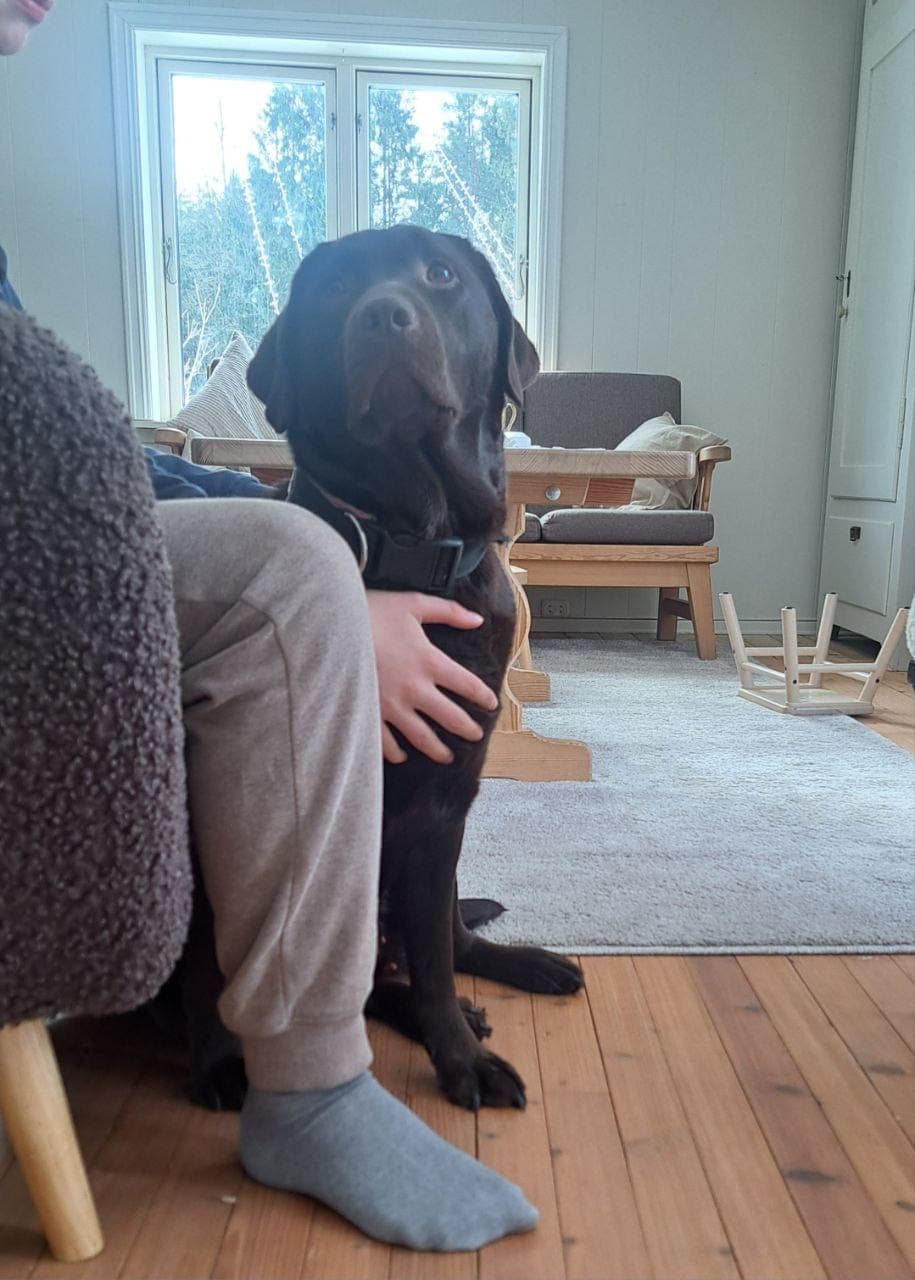 Brun Labrador Retriever Tispe