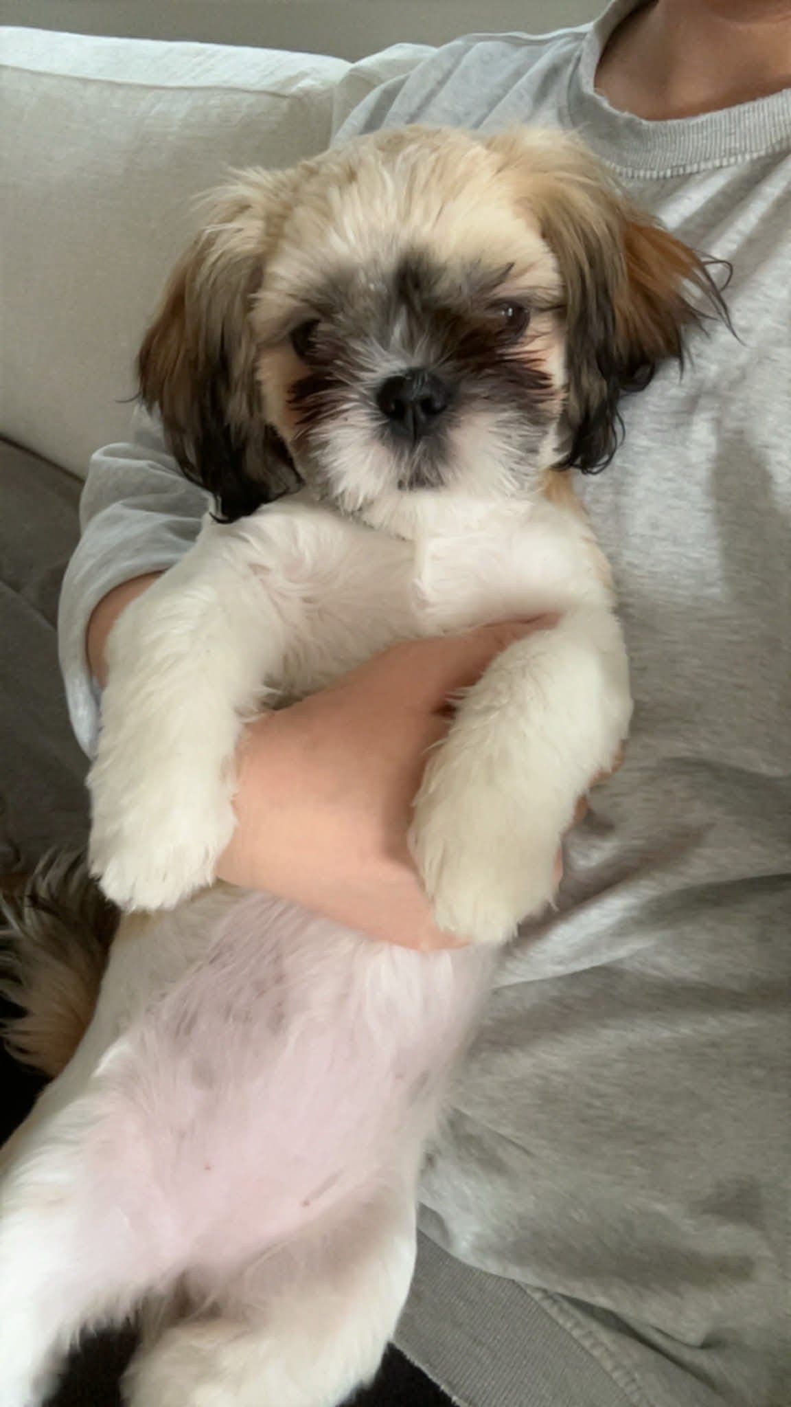 Fôrvert til Shih Tzu tispe søkes💗