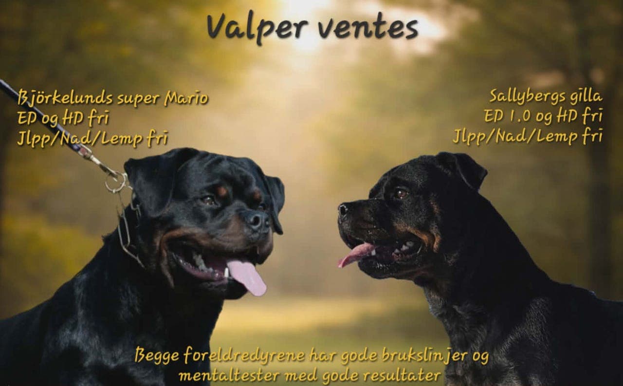 Rottweiler valper