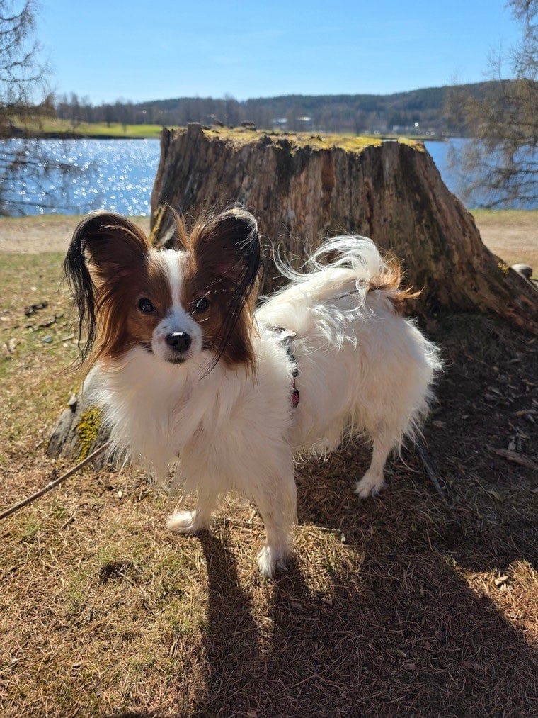 Papillon tispe
