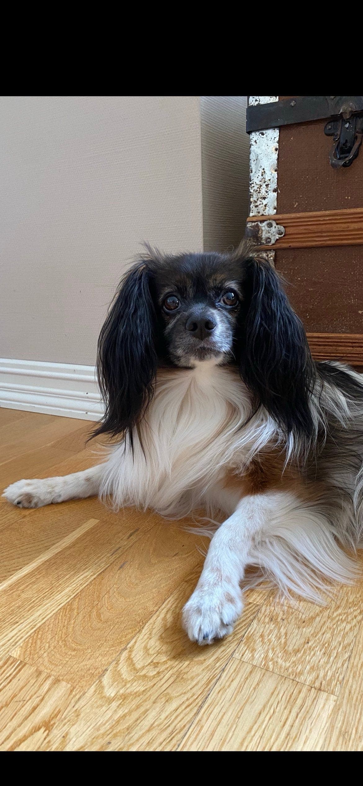 Nydelig Phalene søker nytt, trygt hjem 🐾