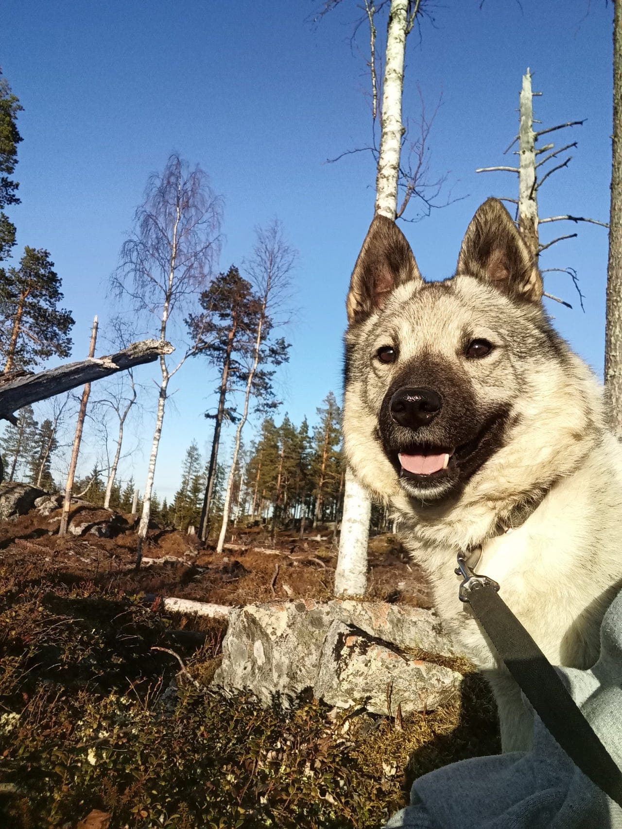 Norsk Elghund Grå "Marit"