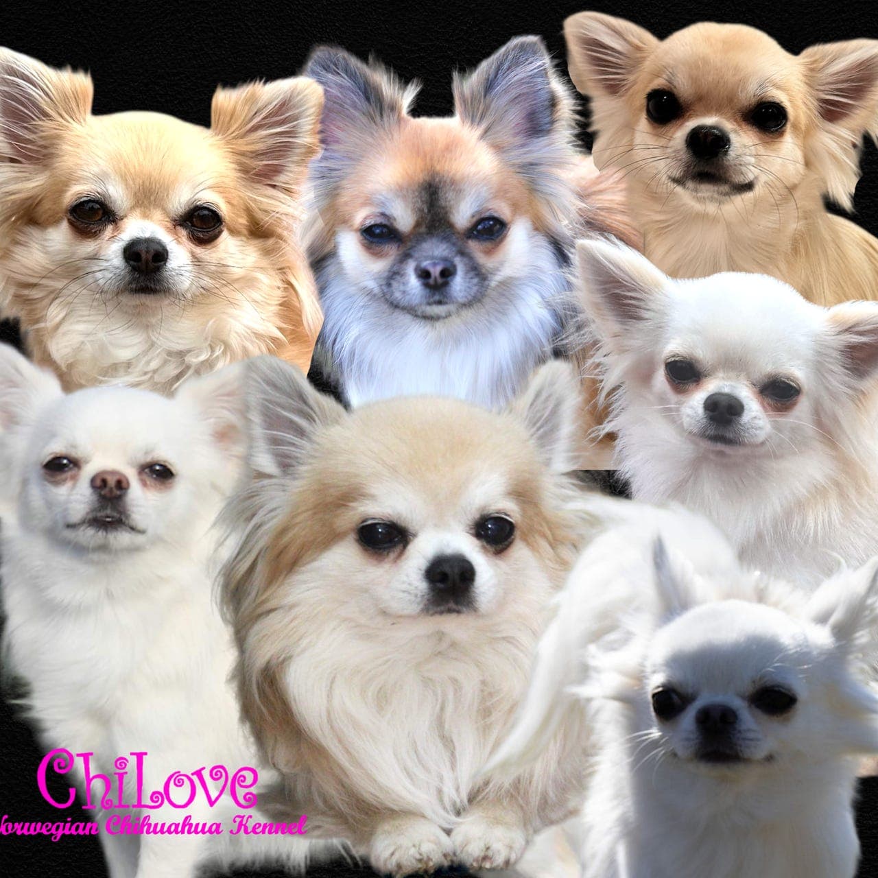 2 Chihuahua hannhunder på fôravtale