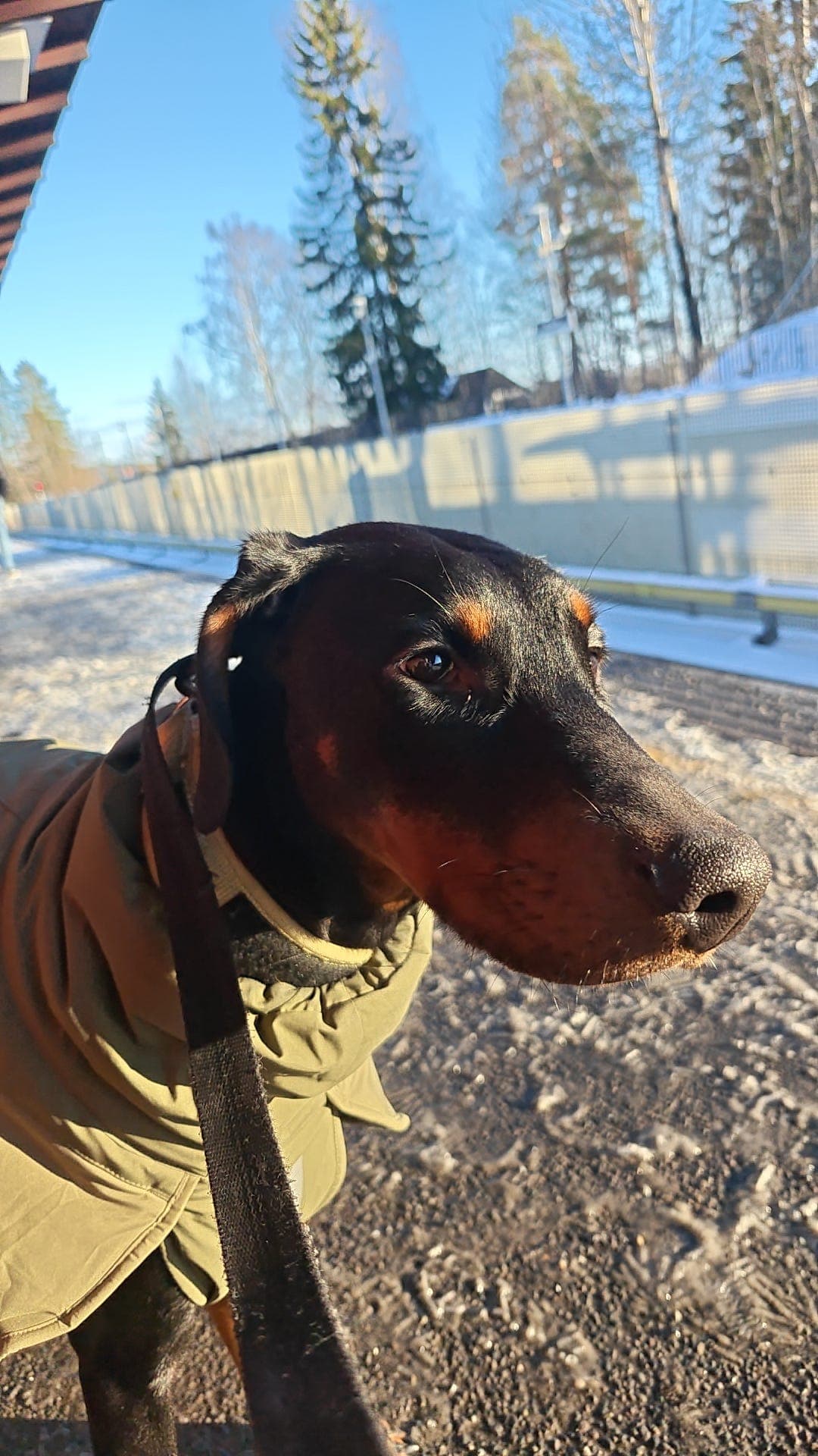 Doberman Kaiser søker nytt hjem