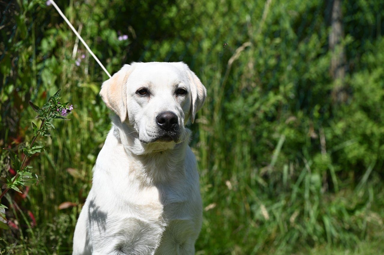 Labrador retriever