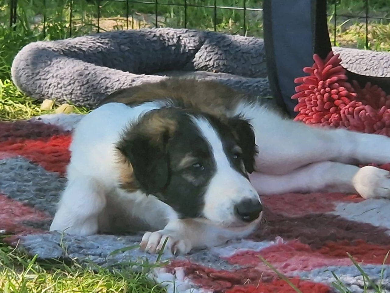 Borzoi valper