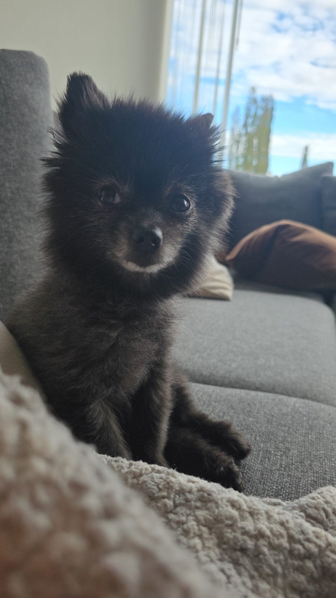 Avlastningshjem søkes til pomeranian tispe
