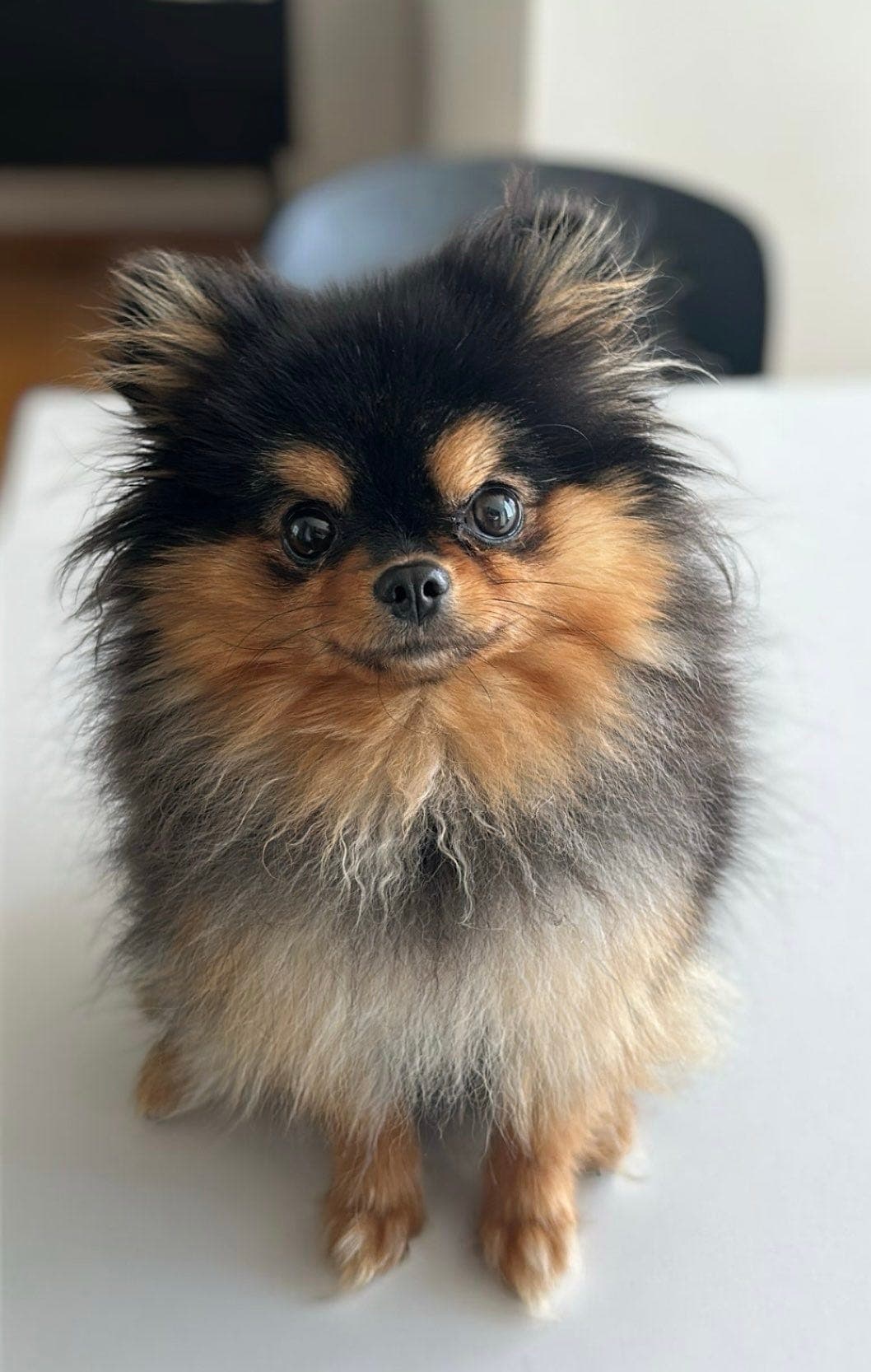 Nydelig black/tan Pomeranian tispe!