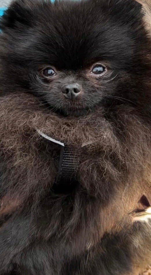 Voksen pomeranian tispe