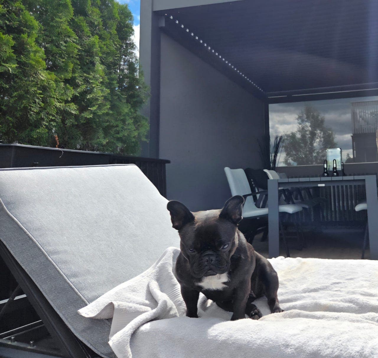 Fransk Bulldog tispe vurderes omplassert