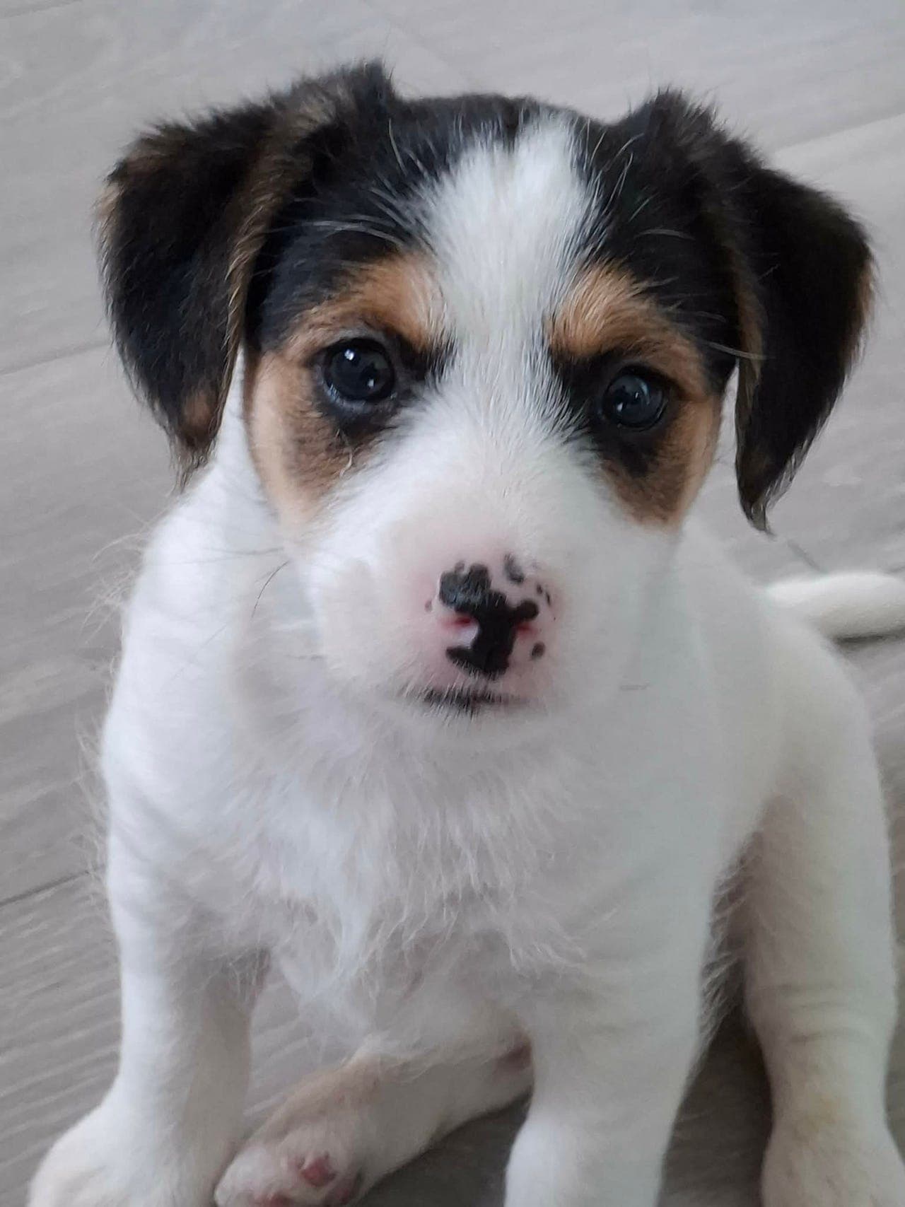 Jack Russel valper selges