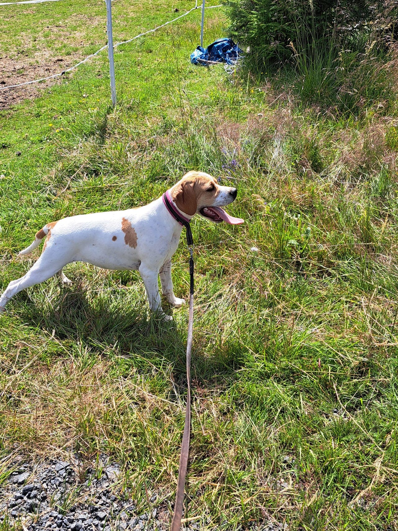 Pointer hann valp