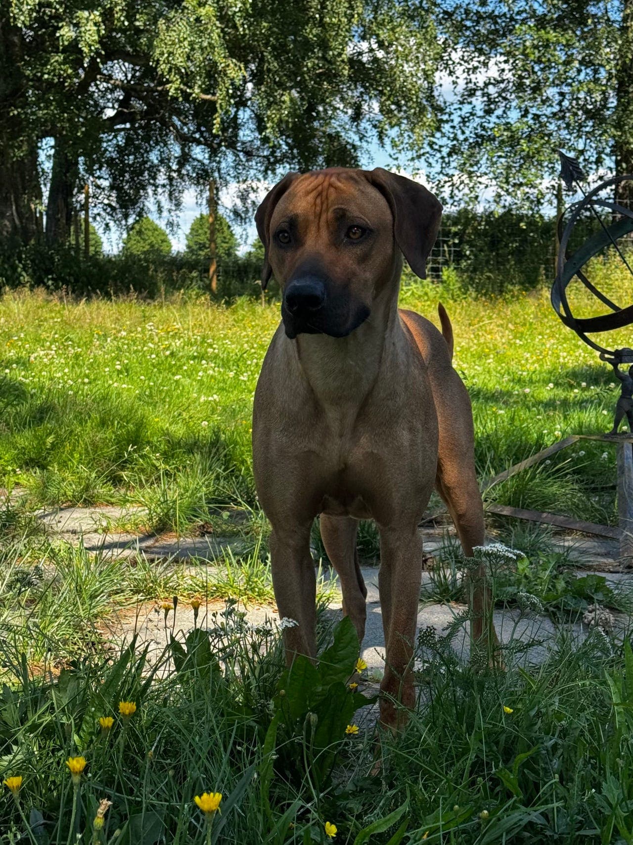Ridgebacks