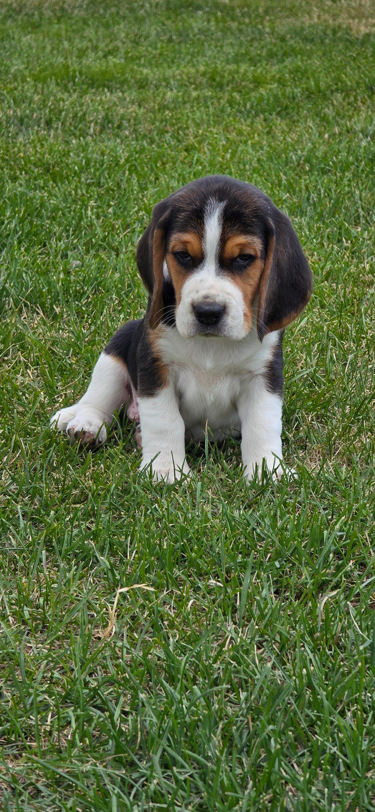 Beaglevalper