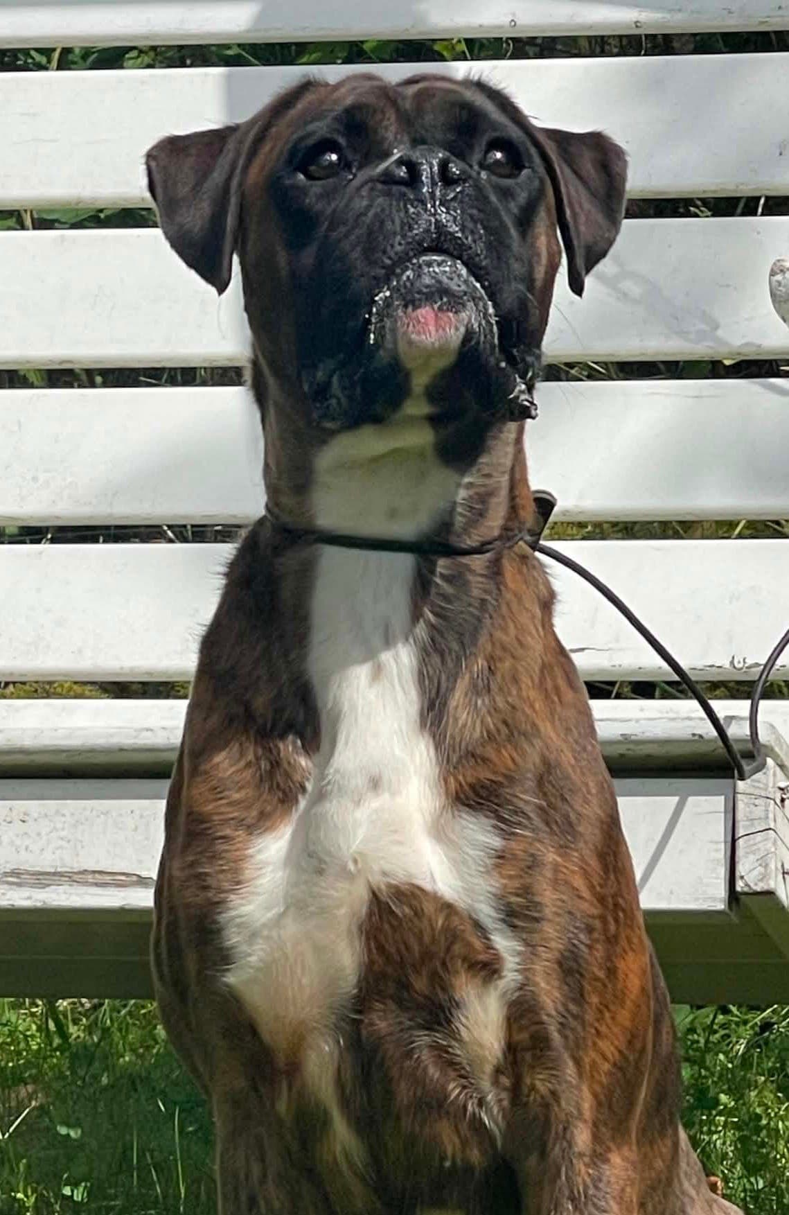 Boxer tispe