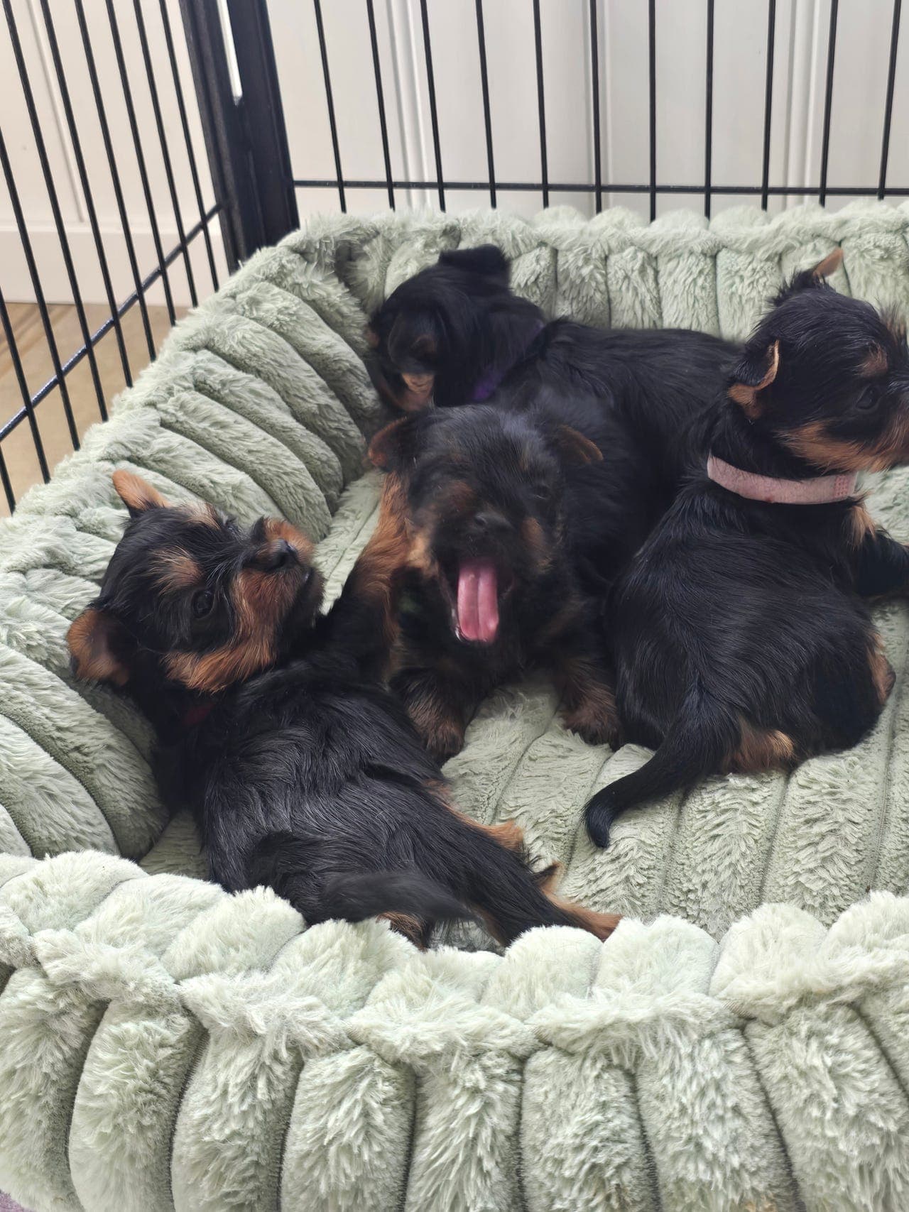 Silky terrier valper