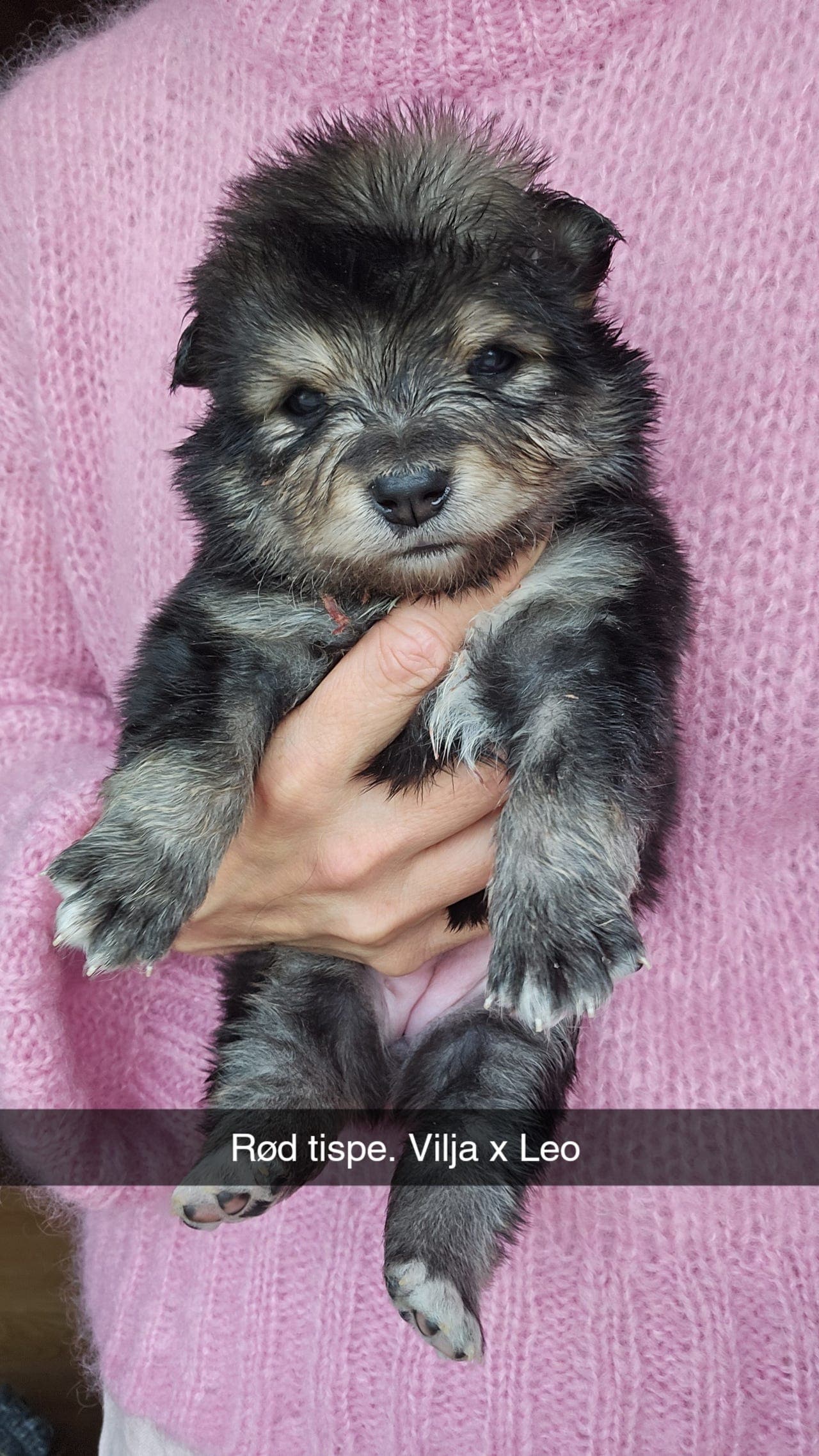 Finsk lapphund valper 🐶🩷