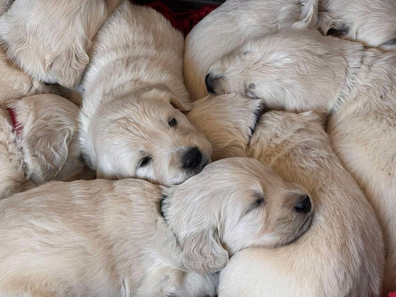 Golden Retriever valper til salgs