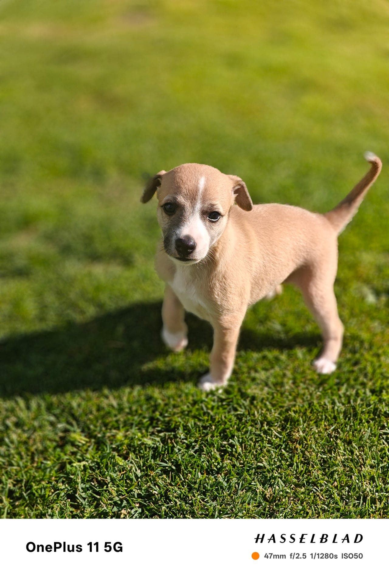 Whippet valper