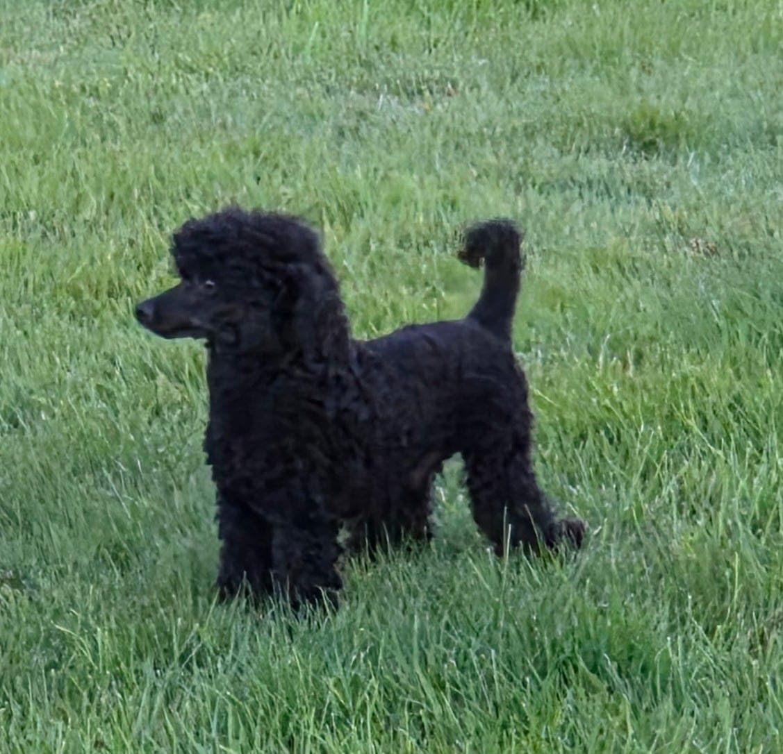 Toy hannhund søker forvert