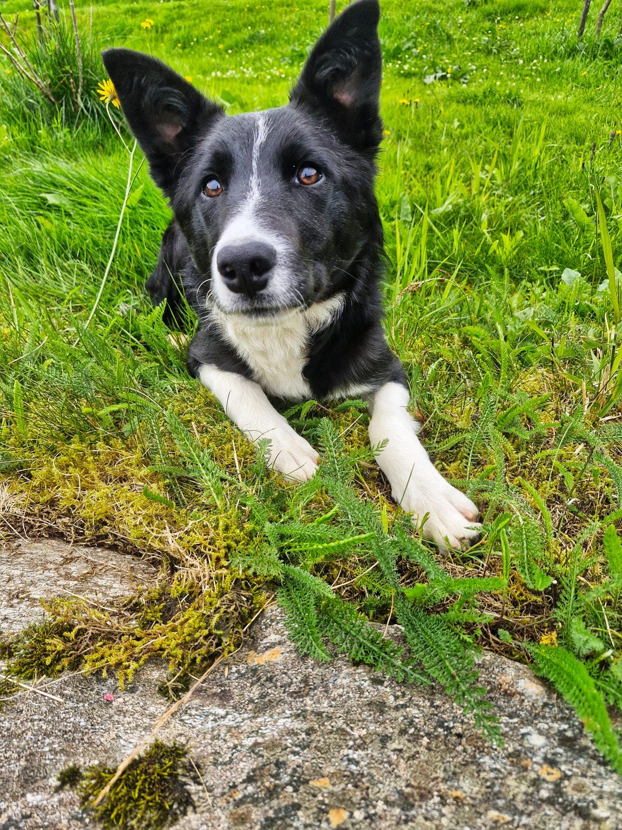 Border Collie tispe