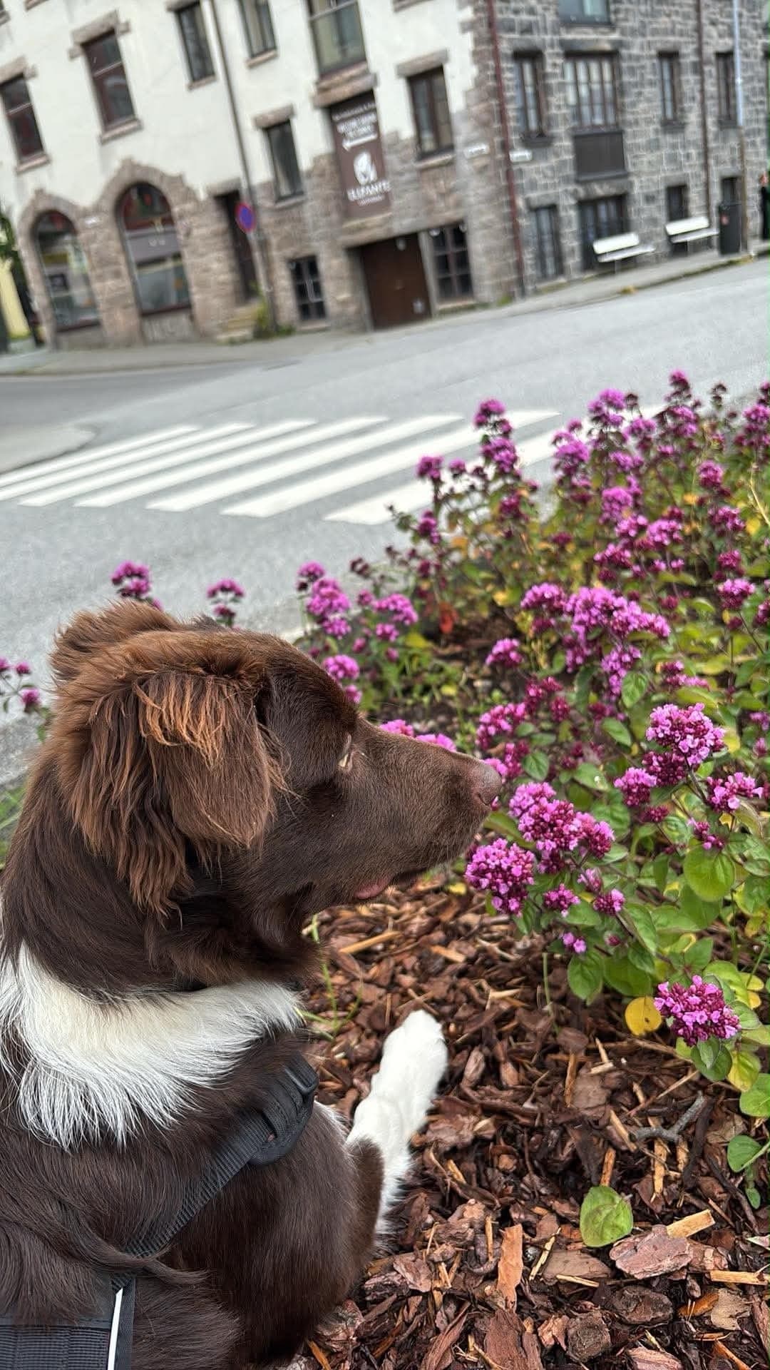 Border Collie søker sitt nye for alltid hjem❤️