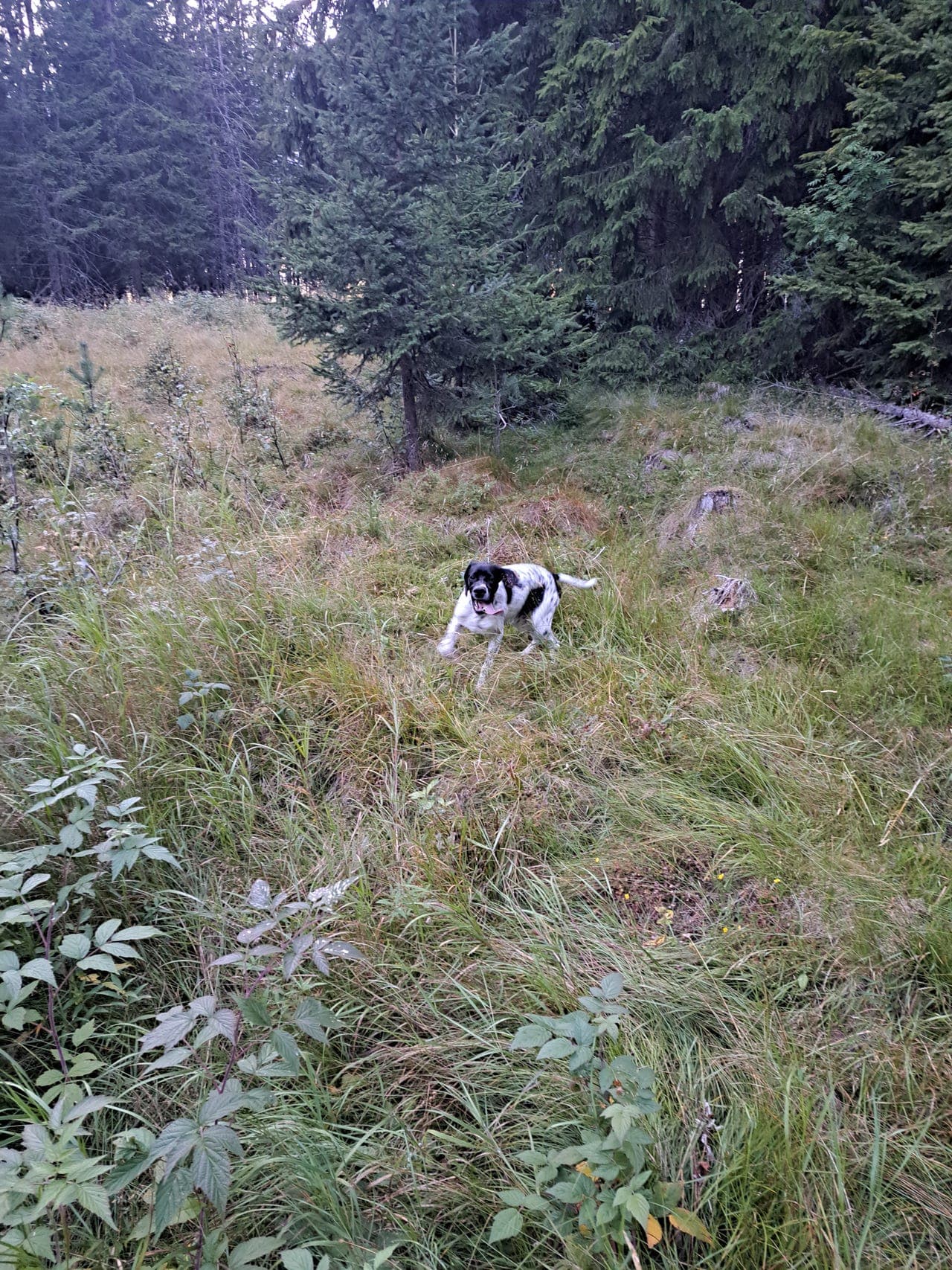 Pointer hann valp