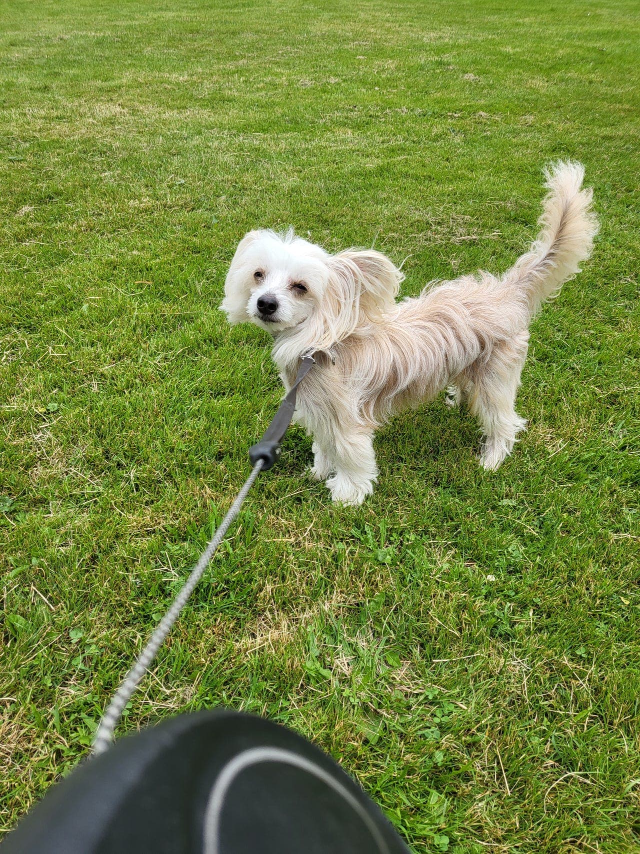 Chinese Crested Powder Puff