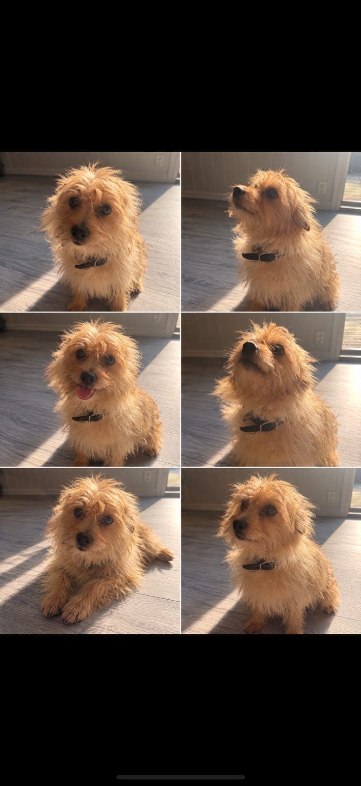 🐾 Herlig Yorkshireterrier på 6 år søker nytt hjem