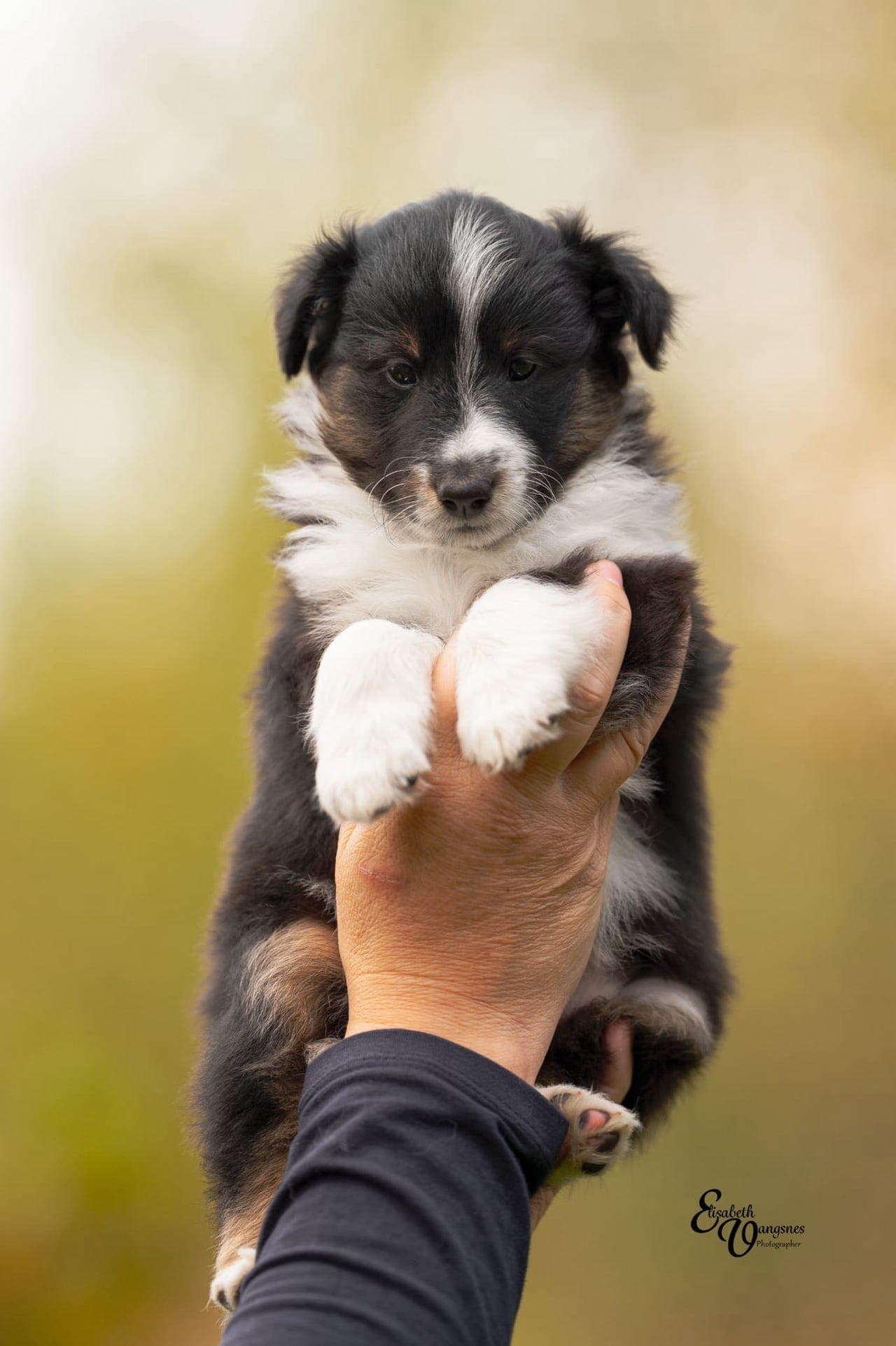 Shetland Sheepdog