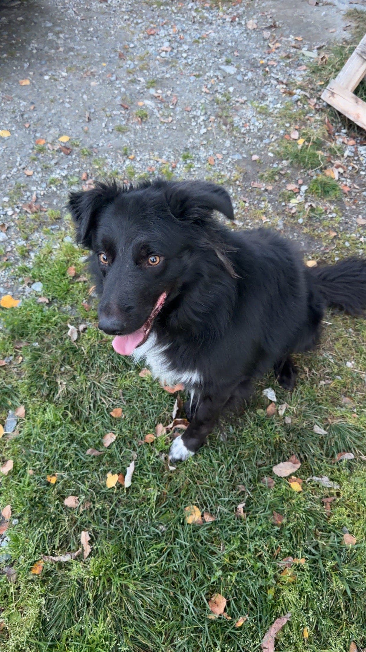 Påsan er en selvskapshund