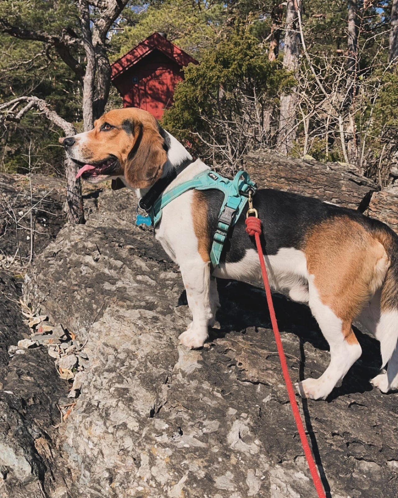 Omplassering av Beagle
