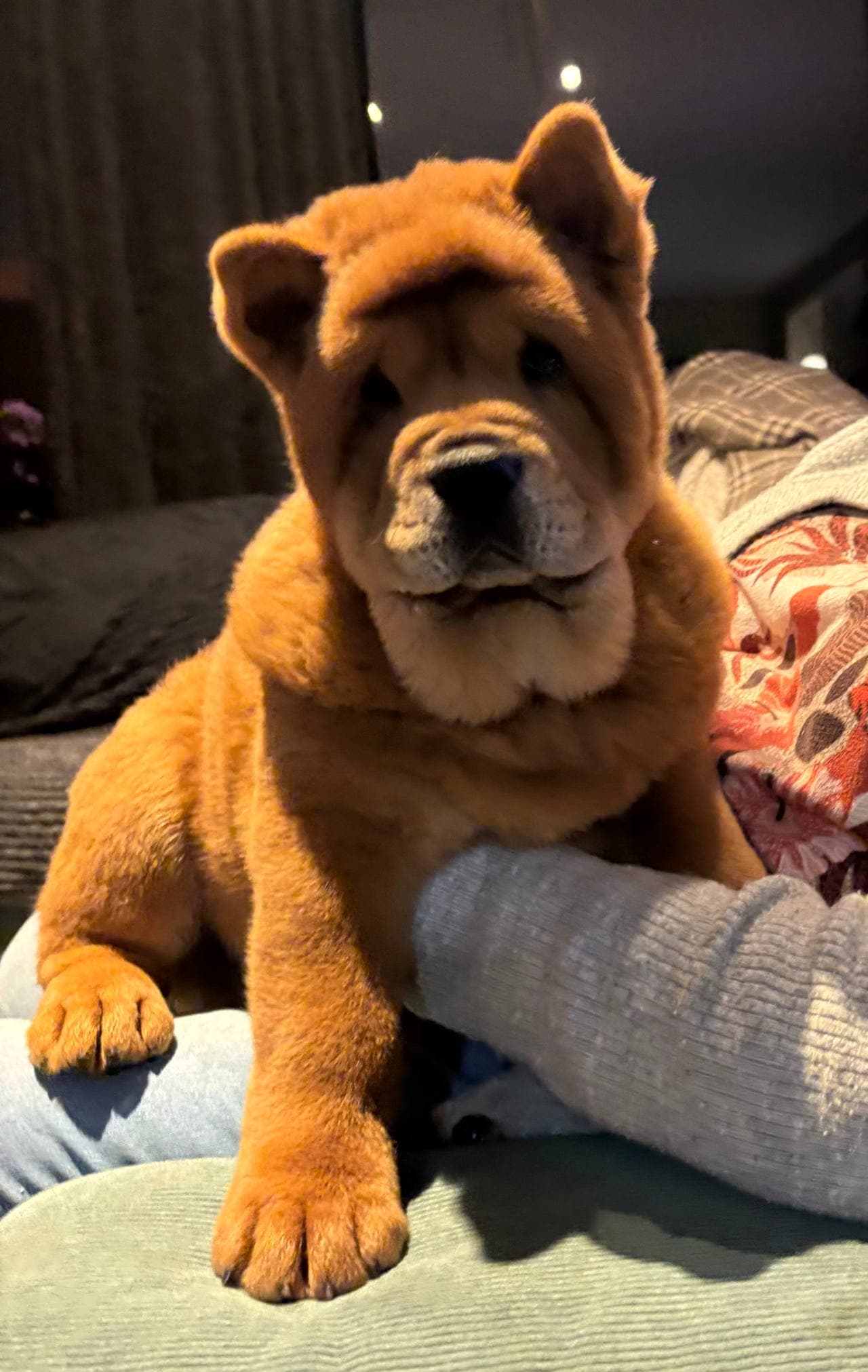 Leveringsklar Chow Chow-valp